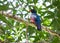 Male Slaty-tailed Trogon