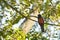 Male Slaty-tailed Trogon Perching in Tree