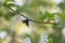 Male small emperor moth, Saturnia pavonia on bird cherry twig