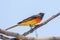 Male Small Minivet