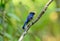 Male small niltava