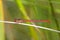 A male Small red damselfly on a reed stem.