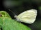 Male Small White butterfly showing underside