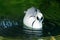 Male Smew, bathing and swimming