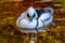 Male Smew Duck