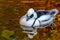 Male Smew Duck