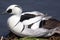 Male smew duck lying on land by water edge. Profile close up of