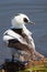 Male smew Mergellus albellus duck on land by waters edge.