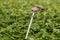 Male Snail Kite