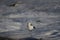 Male snow bunting standing on snow