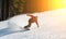 Male snowboarder slides down from the mountain in winter day