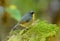 Male Snowy-browed Flycatcher (Ficedula hyperythra)