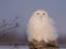 Male snowy owl