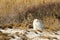 Male Snowy Owl on Beach Sand and Reeds