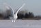 A Male Snowy owl Bubo scandiacus flies low hunting over an open sunny snowy cornfield in Ottawa, Canada