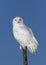 A Male Snowy owl Bubo scandiacus isolated against a blue background perched on top of a tree in winter in Ottawa, Canada