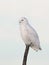 A Male Snowy owl Bubo scandiacus isolated against a white background perched on a tree in winter in Ottawa, Canada