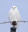 A Male Snowy owl Bubo scandiacus isolated on blue background perched on a hydro pole in winter in Ottawa, Canada