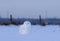 A Male Snowy owl Bubo scandiacus sitting in a early morning snow covered cornfield in winter in Ottawa, Canada