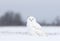 A Male Snowy owl Bubo scandiacus sitting in a snow covered cornfield in winter in Ottawa, Canada