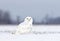 A Male Snowy owl Bubo scandiacus sitting in a snow covered cornfield in winter in Ottawa, Canada