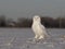 A Male Snowy owl Bubo scandiacus sitting in a sunny snow covered cornfield in winter in Ottawa, Canada