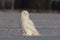 A Male Snowy owl Bubo scandiacus sitting in a sunny snow covered cornfield in winter in Ottawa, Canada