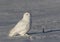 A Male Snowy owl Bubo scandiacus sitting in a sunny snow covered cornfield in winter in Ottawa, Canada