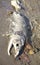 Male Sockeye Salmon Carcass