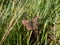 The male of the sooty copper (Lycaena tityrus) black brown with a magnificent metallic green gloss with black spots