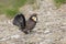 Male Sooty grouse