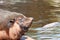 Male South American Fur Seal portrait