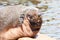 Male South American Fur Seal portrait