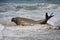 Male southern elephant seal