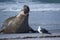 Male Southern Elephant Seal emerging from the sea