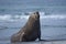 Male Southern Elephant Seal in the Falkland Islands