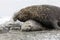 Male Southern Elephant seal mates with the female on Fortuna Bay, South Georgia, Antarctica