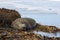 Male Southern Elephant Seal scratching