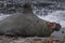 Male Southern Elephant Seal and Tussacbird in the Falkland Islands