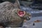 Male Southern Elephant Seal and Tussacbird in the Falkland Islands