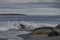 Male Southern Elephant Seals fighting in the Falkland Islands.