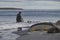 Male Southern Elephant Seals fighting in the Falkland Islands.