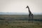 Male southern giraffe stands looking over floodplain