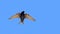 Male Southern martin in flight