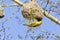 Male Southern Masked Weaver or African Masked Weaver,  Ploceus velatus, hanging below nest, Western Cape, South Africa