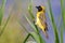 A male southern masked weaver building nest of green grass