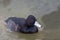 Male Southern Pochard, Netta erythrophthalma, resting on the water