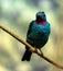 Male spangled cotinga