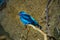 Male spangled cotinga, Cotinga cayana