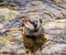 Male sparrow bathing